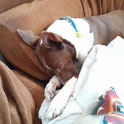 House Sitter - Bonnie 