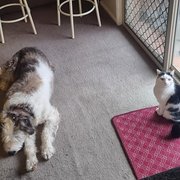 House Sitter - Ian and Jen