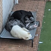 House Sitter - Nan and Pop