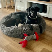 Home Owner wanting sitter in , Victoria