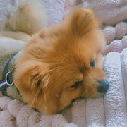 House Sitter - Maliha Rahman Muskan