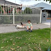 House Sitter - Wally S family the cat lovers