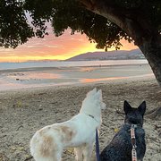 Home Owner wanting sitter in , Queensland