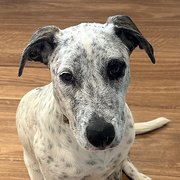 Home Owner wanting sitter in Maroochydore , Queensland