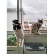 House Sitter - Reliable Experienced Sitter