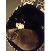 House Sitter - Reliable Perth Local