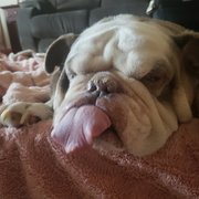 House Sitter - Second choice house/farm sitter.