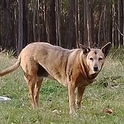 House Sitter - Saoirse