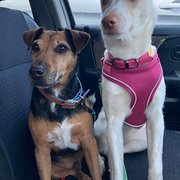 House Sitter - Female designer! Non smoker. Respectful