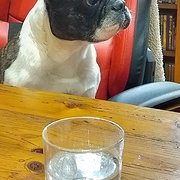 House Sitter - 12 yrs + full time house/farm pet sitter