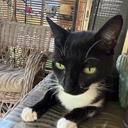 House Sitter - Reliable Mature Lady