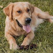 House Sitter - Homeschool Family traveling w/ our dog 