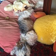 House Sitter - Susie Pelham