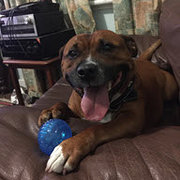 House Sitter - Love and Carer