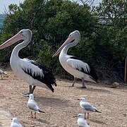 House Sitter - Local House Sitter