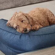 House Sitter - Caring home & pet mamma