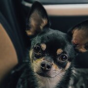 House Sitter - Emma - tiny dog specialist