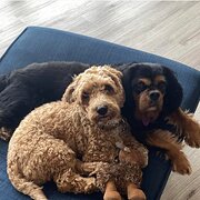 House Sitter - We are experienced, capable and caring.