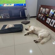 Home Owner wanting sitter in Darwin, Northern Territory