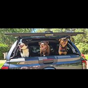 House Sitter - Gaz n Kaz