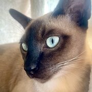 House Sitter - Experienced Cat Sitter