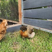 House Sitter - Experienced home carer, animal lover