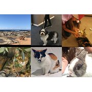 House Sitter - Julie