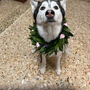 House Sitter - Reliable and animal lover sitters