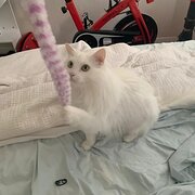 House Sitter - At Home Pet Sitting Vet Nurse