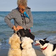 House Sitter - Semi-retired