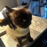 House Sitter - Quiet and Caring - experienced