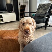 House Sitter - All Creatures Great and Small