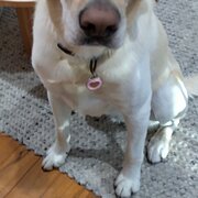 House Sitter - Caring, friendly and responsible