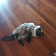 House Sitter - A very caring person