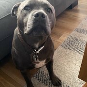 Home Owner wanting sitter in , Victoria