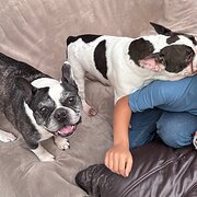 House Sitter - Animal lover, Caring for your love