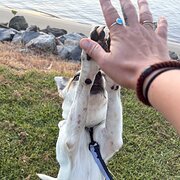 House Sitter - Cooper corbett