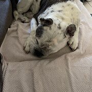 House Sitter - Steph