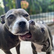 House Sitter - Susan