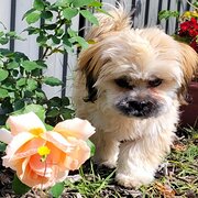 Home Owner wanting sitter in Midland , Western Australia