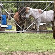 Home Owner wanting sitter in , Queensland