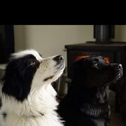 House Sitter - Pet lovers undertaking The Lap