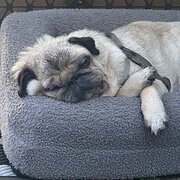 House Sitter - Julie & Lee retired. Now traveling 