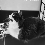 House Sitter - Paws & Claws