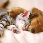 House Sitter - Judy - Kind & Respectful animal lover