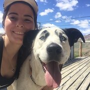 House Sitter - House sitting