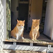 Home Owner wanting sitter in Mackay, Queensland