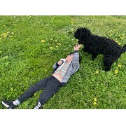 House Sitter - Caring Mum, 7yo boy & gentle 3yr Spoodle