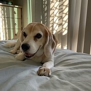 Home Owner wanting sitter in , Queensland