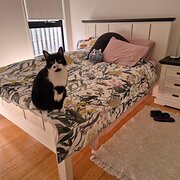 Home Owner wanting sitter in Ipswich, Queensland